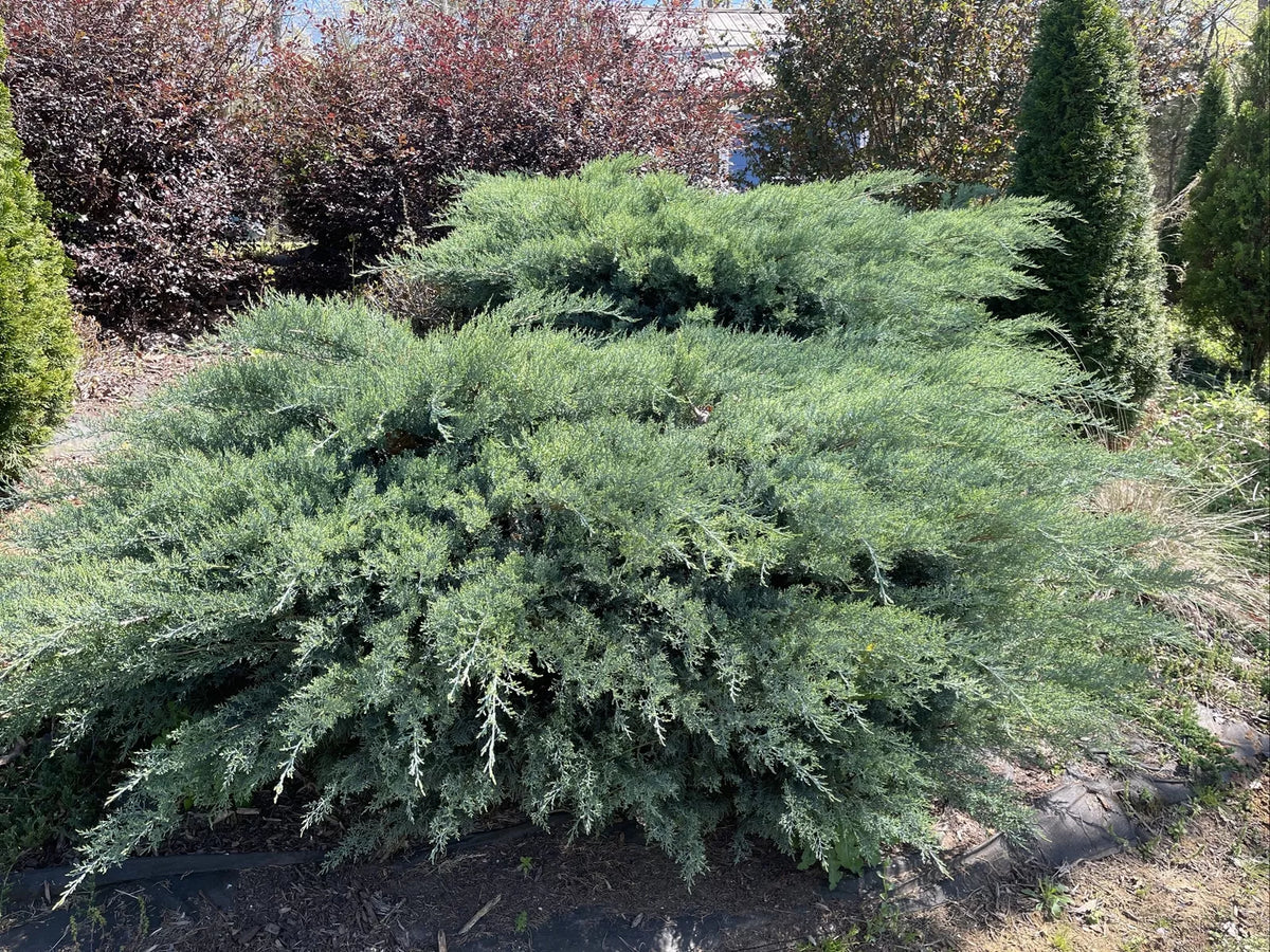 Fresh 5-7" Cuttings Grey Owl Spreading Juniper Evergreen (Juniperus horizontalis) for Rooting