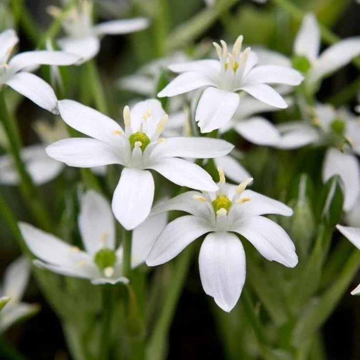 Star of Bethlehem Bulbs | Ornithogalum Umbetallum | White Star-Shaped Flowers | Spring Bloomer