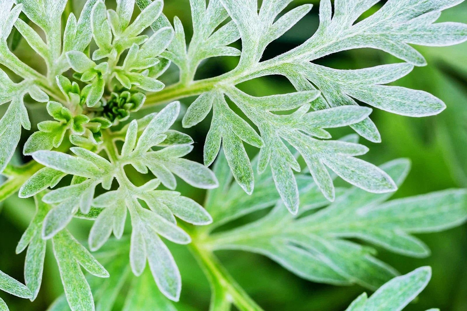 Absinthe Plant Seeds - 100 Count - Common Wormwood, Artemisia Absinth, Herb Garden Seeds for Planting
