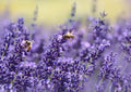 Lavender Seeds - Vera English - Non-GMO - Various Sizes - Lavandula angustifolia - Free Shipping
