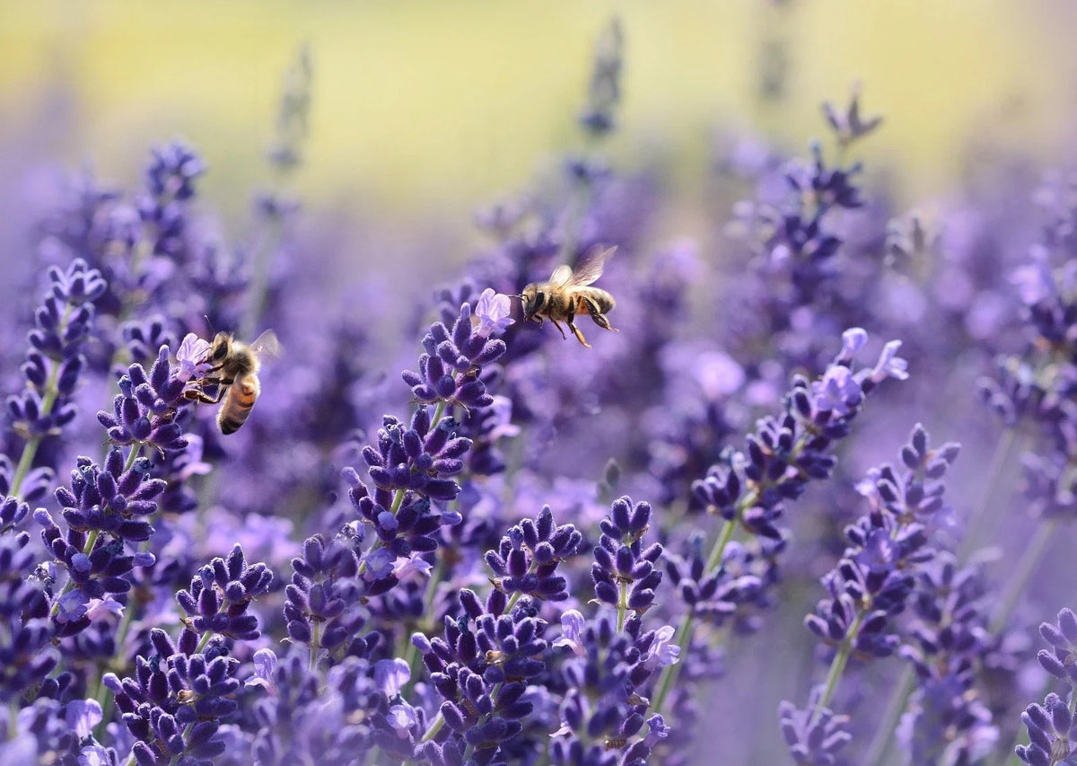 Lavender Seeds - Vera English - Non-GMO - Various Sizes - Lavandula angustifolia - Free Shipping