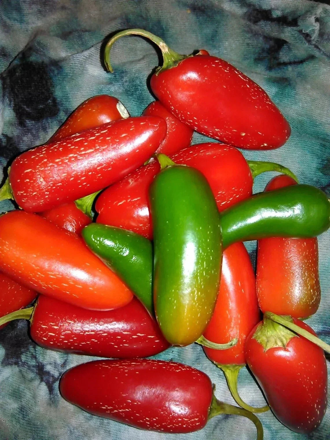 Tam Jalapeno Pepper Seeds - 100+ Heirloom Organic Non-GMO - Fresh Capsicum annuum