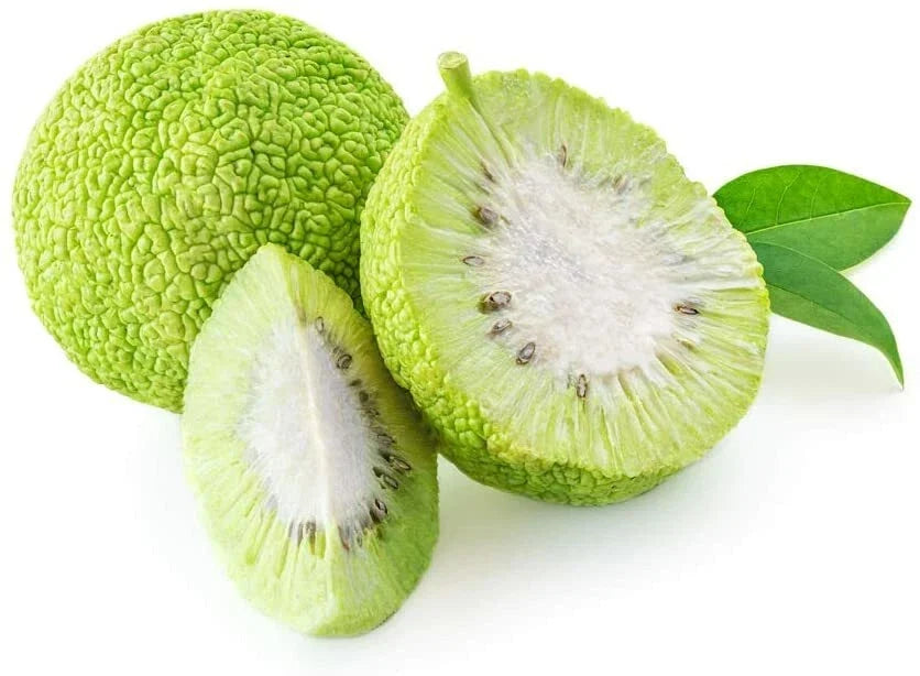 Osage Orange Tree Seeds - 20 Pack - Exotic Fruit Tree Seeds - Maclura pomifera