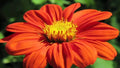 Mexican Torch Sunflower Seeds - 200+ Fresh Seeds for Bees, Butterflies, Hummingbirds - Helianthus annuus