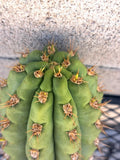 Cereus Cactus Cutting 8.5" - Miscellaneous Variety - Unique Succulent Plant Cutting - Ideal for Propagation
