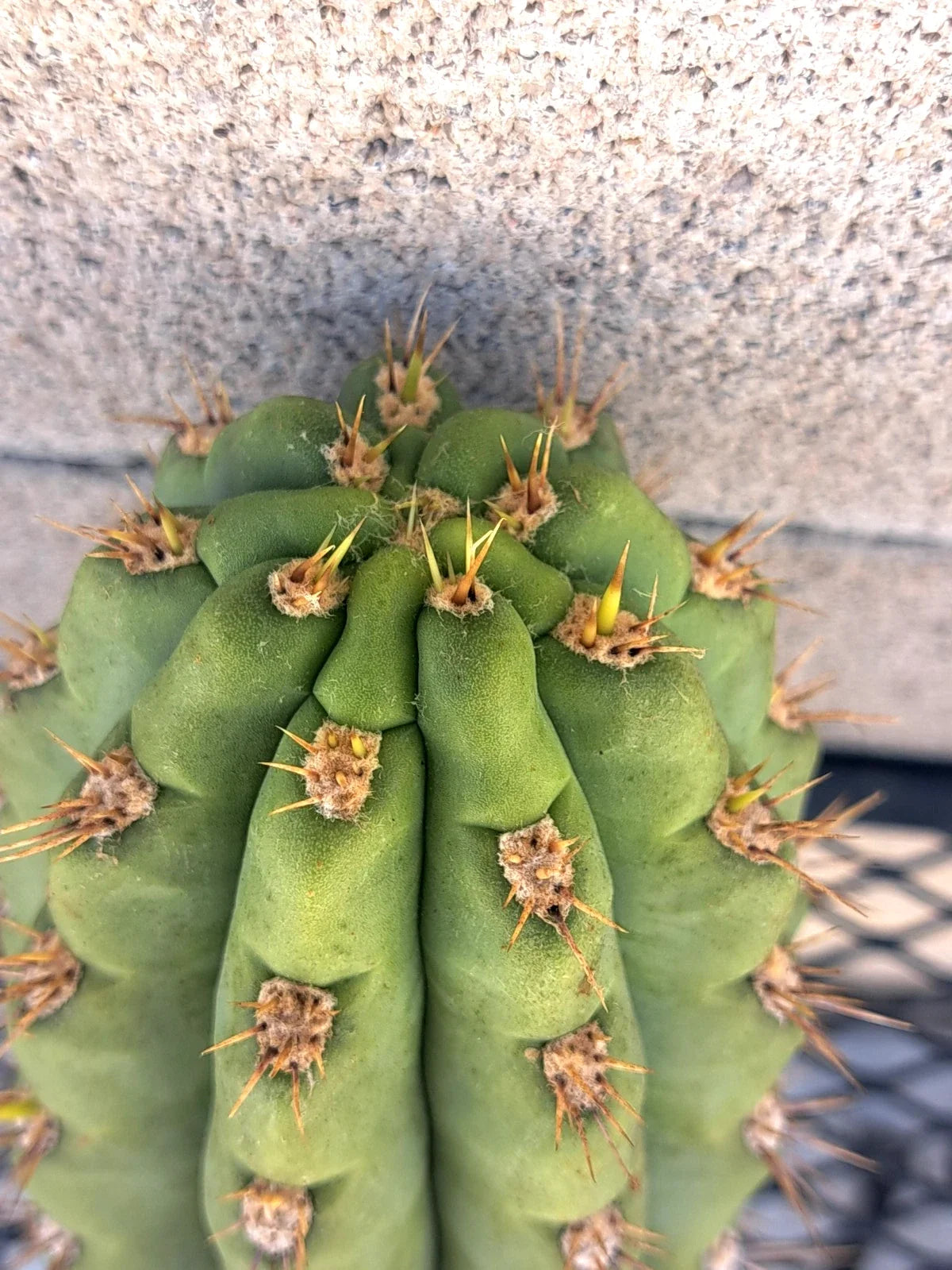 Cereus Cactus Cutting 8.5" - Miscellaneous Variety - Unique Succulent Plant Cutting - Ideal for Propagation