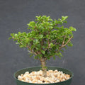 Rare Bonsai Cactus Plant 6" Pereskia portulacifolia Abrojo Cacti Specimen