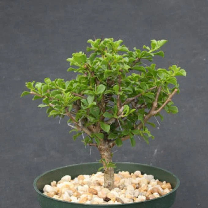 Rare Bonsai Cactus Plant 6" Pereskia portulacifolia Abrojo Cacti Specimen