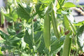 Sugar Pod Snow Peas Seeds | 50 Count | Vegetable Seeds for Planting | Pisum sativum
