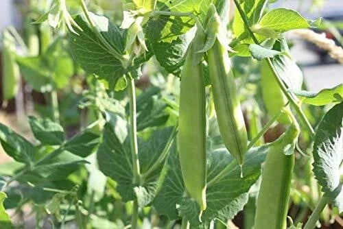 Sugar Pod Snow Peas Seeds | 50 Count | Vegetable Seeds for Planting | Pisum sativum