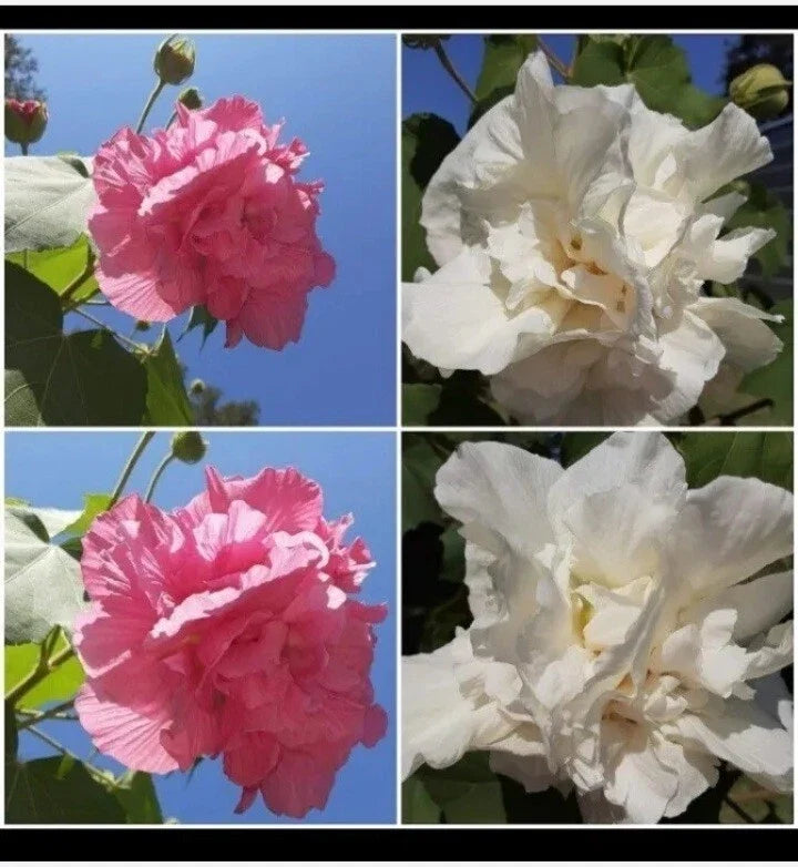 Cotton Rose Seeds 50+ Count Pink Color Changing Flower (Hibiscus mutabilis)