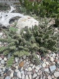 Cold Hardy Cactus Cuttings - Opuntia Fragilis ‘Spiny Cats Paw’ - 2 Unrooted Cuttings