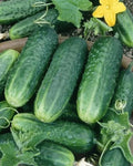 Carolina Cucumber Seeds - 50+ Heirloom Organic NON-GMO - Fresh Cucumis sativus