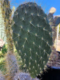 Opuntia Megasperma Var. Mesophytica Pad Cutting - Galapagos Prickly Pear Cactus Cutting - Rare Succulent Plant