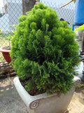 Oriental Arborvitae Seeds - 30 Count - Platycladus orientalis - Hardy Evergreen Tree Seeds for Landscaping and Privacy