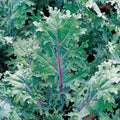 Red Kale Microgreen Sprouting Seeds 16 Ounces - Brassica oleracea Var. Sabellica
