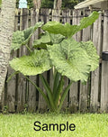 Giant Taro Plant - 10 Bare Roots - Colocasia Elephant Ear - Ready to Plant - Tropical Foliage