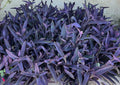 10 Purple Heart Wandering Jew Cuttings - Tradescantia Pallida Purpurea Live Plant Cuttings