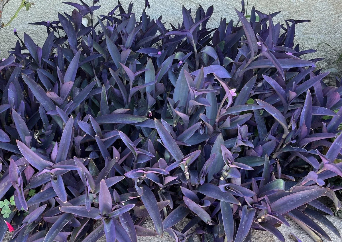 10 Purple Heart Wandering Jew Cuttings - Tradescantia Pallida Purpurea Live Plant Cuttings