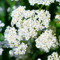 White Yarrow Seeds | Milfoil Flower Seed | Achillea Millefolium | 2025 Fast Shipping