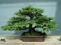 California Coast Redwood Seeds, 20 Pack, Sequoia sempervirens, Ideal for Planting, Eco-Friendly Gardening
