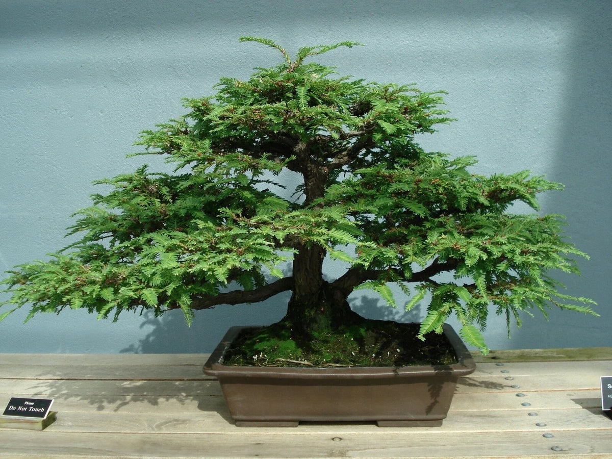 California Coast Redwood Seeds, 20 Pack, Sequoia sempervirens, Ideal for Planting, Eco-Friendly Gardening