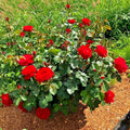 Rose Cinnamon Heart Starter Set - 4 Rooted Cuttings - Romantic Garden Plants - Rosa 'Cinnamon Heart'