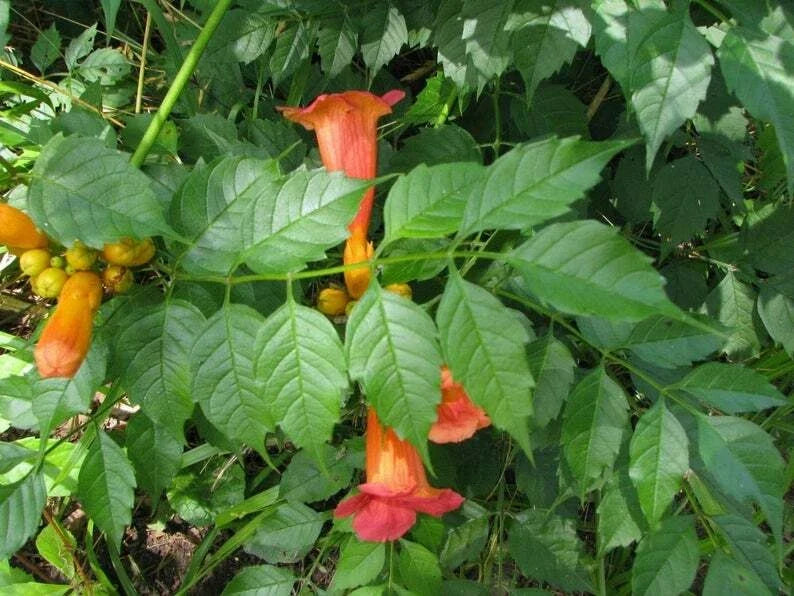 Orange Trumpet Creeper Live Plants Campsis Radicans Starter Vines Hummingbird Butterfly Attractant