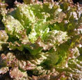 Red Romaine Lettuce Seeds, Heirloom Non-GMO, 50+ Seeds for Garden Planting, Lactuca sativa