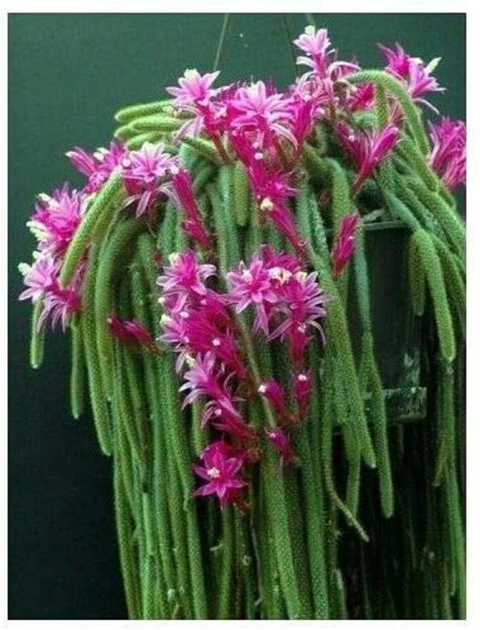 Rat Tail Cactus Cuttings Lot of 4, Aporocactus flagelliformis, Pink Succulent Plant