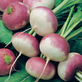 Purple Top Turnip Seeds 500+ Non-GMO White Globe Vegetable Seeds Brassica rapa – USA, Free Shipping