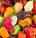 Rainbow Habanero Pepper Seeds Mix - 50+ Hot Varieties in Red, Yellow, Chocolate, White, Orange - Capsicum chinense