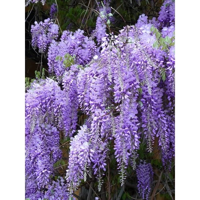 Wisteria Live Plants - 2 Rooted Plants - Purple Flowering Vines - Wisteria sinensis