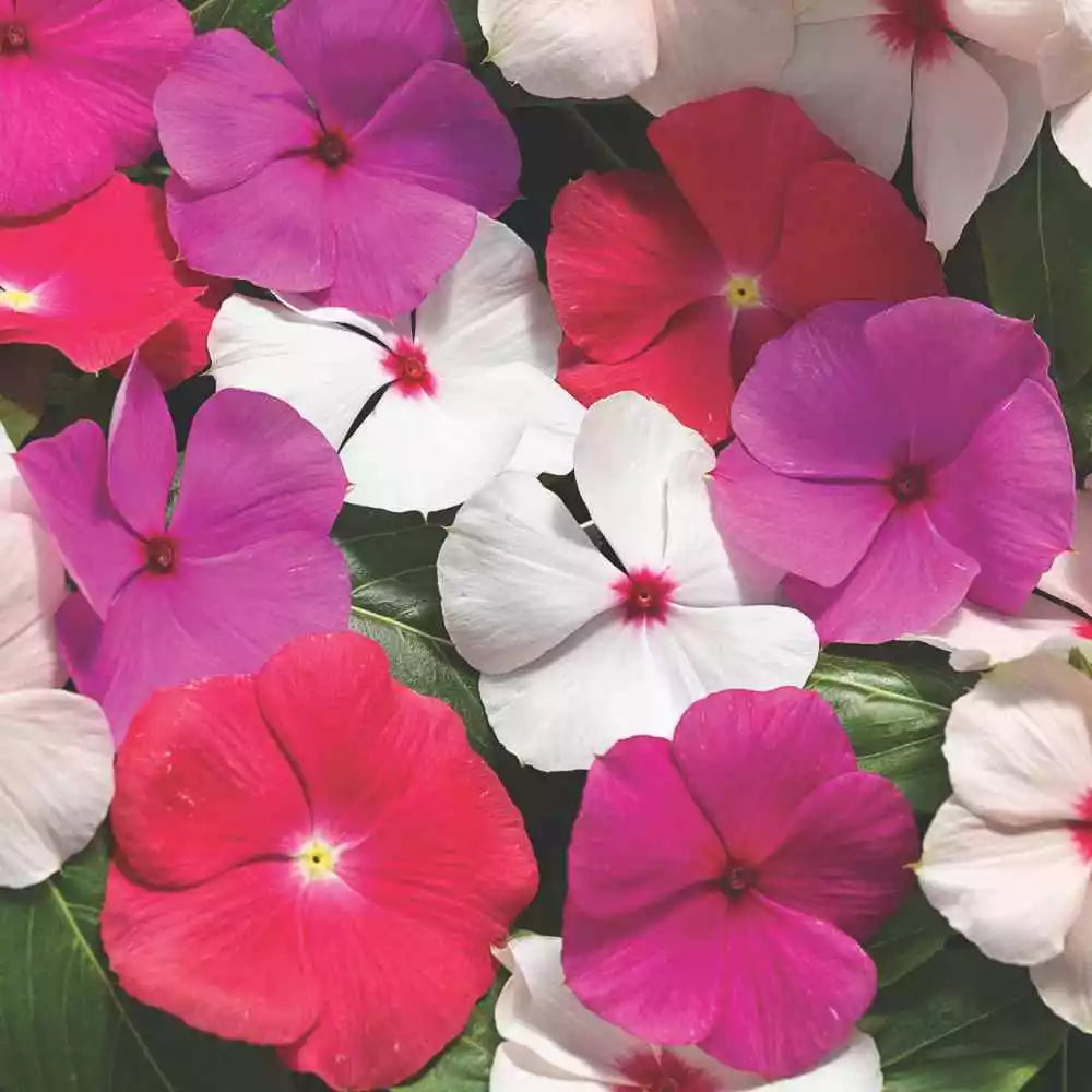 Vinca Sunsplash Mix Seeds 500 Count - Catharanthus roseus Variety