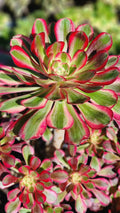 Aeonium Chanel Cutting - 2.5 Inch Succulent Plant - Green Rosette Variety - Ideal for Gardens and Indoor Decor