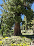 Western White Pine Seeds - Pinus monticola - 20 Premium Seeds for Planting