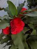 Red Crown of Thorns Cutting - Esqueje de Corona de Cristo Rojo - Euphorbia milii (No roots)