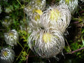 Clematis Seeds for Planting - Golden Variety (30 Seeds) - Clematis tangutica