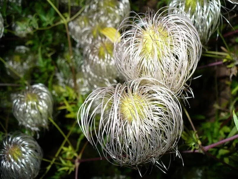 Clematis Seeds for Planting - Golden Variety (30 Seeds) - Clematis tangutica