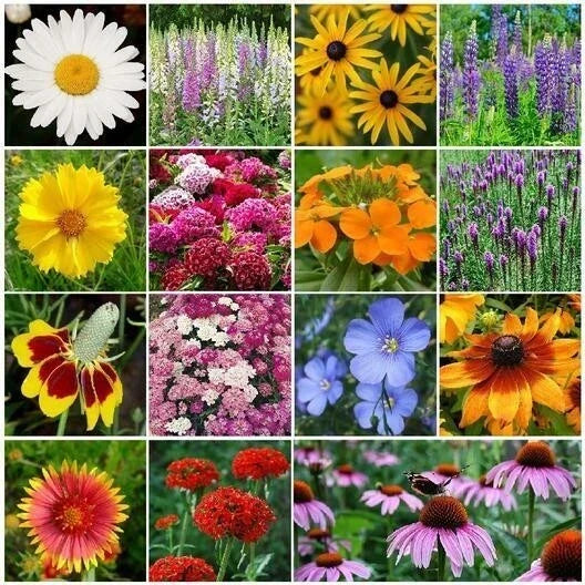 Wildflower Seed Mix 1000+ Heirloom Perennial Pollinator Non-GMO Fresh - Native Flora for Eco-Friendly Gardens