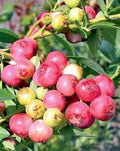 Blueberry Plant 10" Pink Lemonade Vaccinium Rabbiteye Edible Fruit Starter, Compact Shrub, Low Chill Hours, Zones 4-9