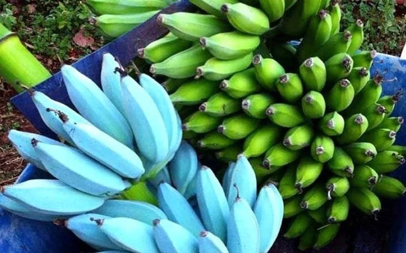 Live Blue Java Banana Tree Starter Plant - Well Rooted Musa acuminata - Ice Cream Variety for Home Gardening