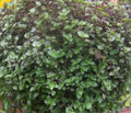 Dwarf Bolivian Wandering Jew Cuttings - 10 Pieces - Tradescantia Minima Callisia Repens - Easy Care Indoor Plant
