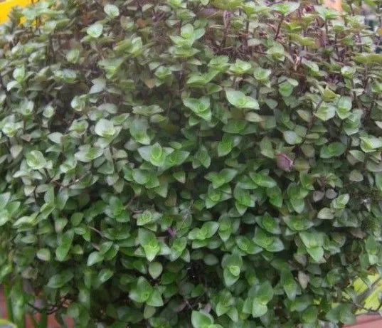 Dwarf Bolivian Wandering Jew Cuttings - 10 Pieces - Tradescantia Minima Callisia Repens - Easy Care Indoor Plant