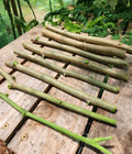 Moringa Cuttings - 6 Drumstick Tree Cuttings - Moringa oleifera