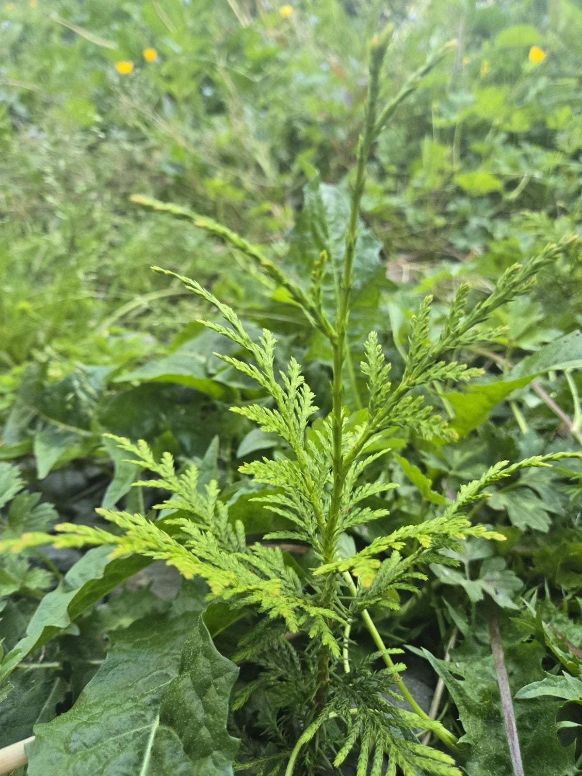 Western Red Cedar Seedlings 4-8" Bare Root Trees Thuja Plicata PNW Grown