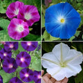 Morning Glory Seeds - TOP O' THE MORNING Mix - Tall Vine, Hummingbird Attracting, Non-GMO - 100 Seeds