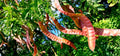 Thornless Honey Locust Seeds (12 Seeds) - Gleditsia triacanthos, Ideal for Planting, Drought-Resistant, Fast-Growing Tree