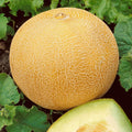 Organic Heirloom Cantaloupe Seeds - 41+ Delicious Melon Fruit for Summer Garden - Easy to Grow, Non-GMO