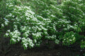Chinese Dogwood Seeds, 20 Count, Cornus kousa chinensis, Flowering Tree, Hardy Ornamental Plant